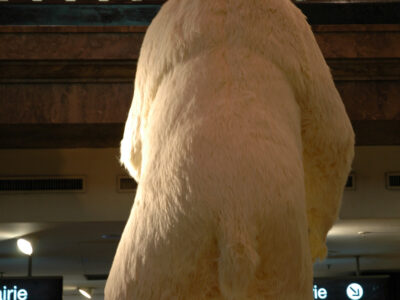 l'ours en place au Virgin mégastore des Champs Elysées